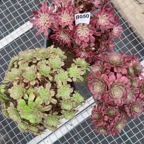 三颗多肉植物050