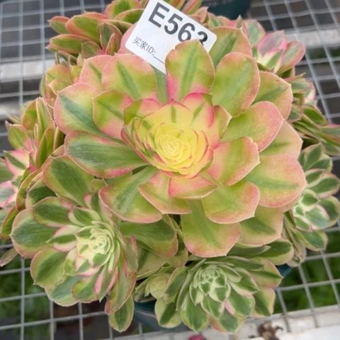 563玉姿20厘米左右