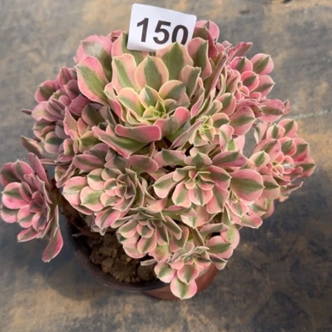 150女巫20厘米左右