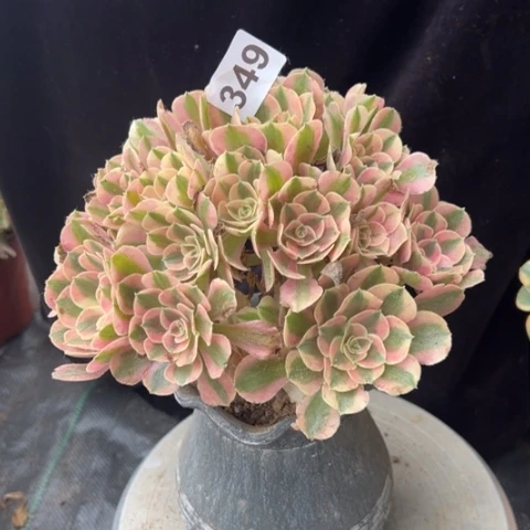 349女巫冠幅20厘米