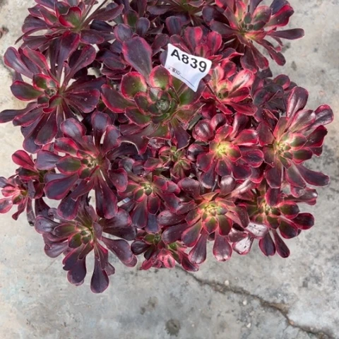 燕*839香奈儿35厘米左右多肉有断枝