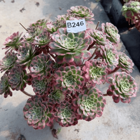 天合多肉35厘米246