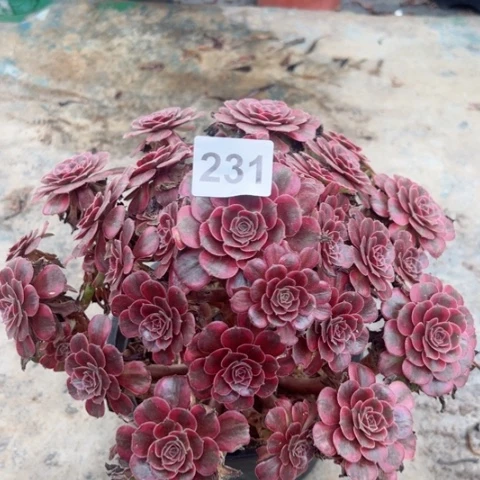 安娜多肉植物25厘米231