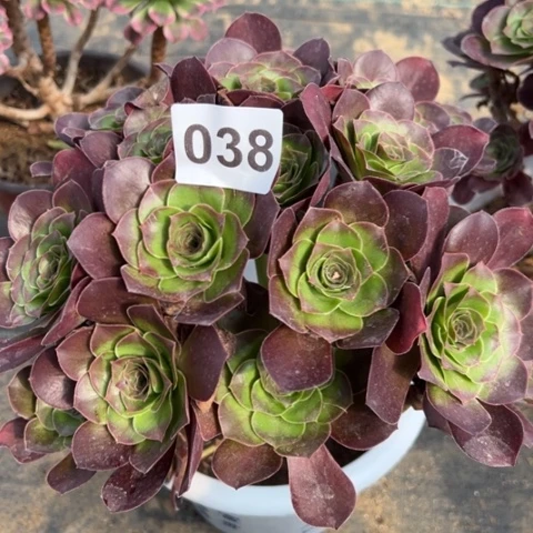 038魅金玫瑰朵朵22厘米