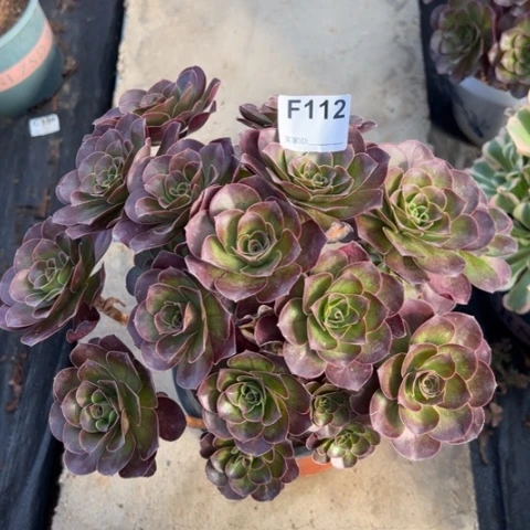 112魅金玫瑰朵朵28厘米左右