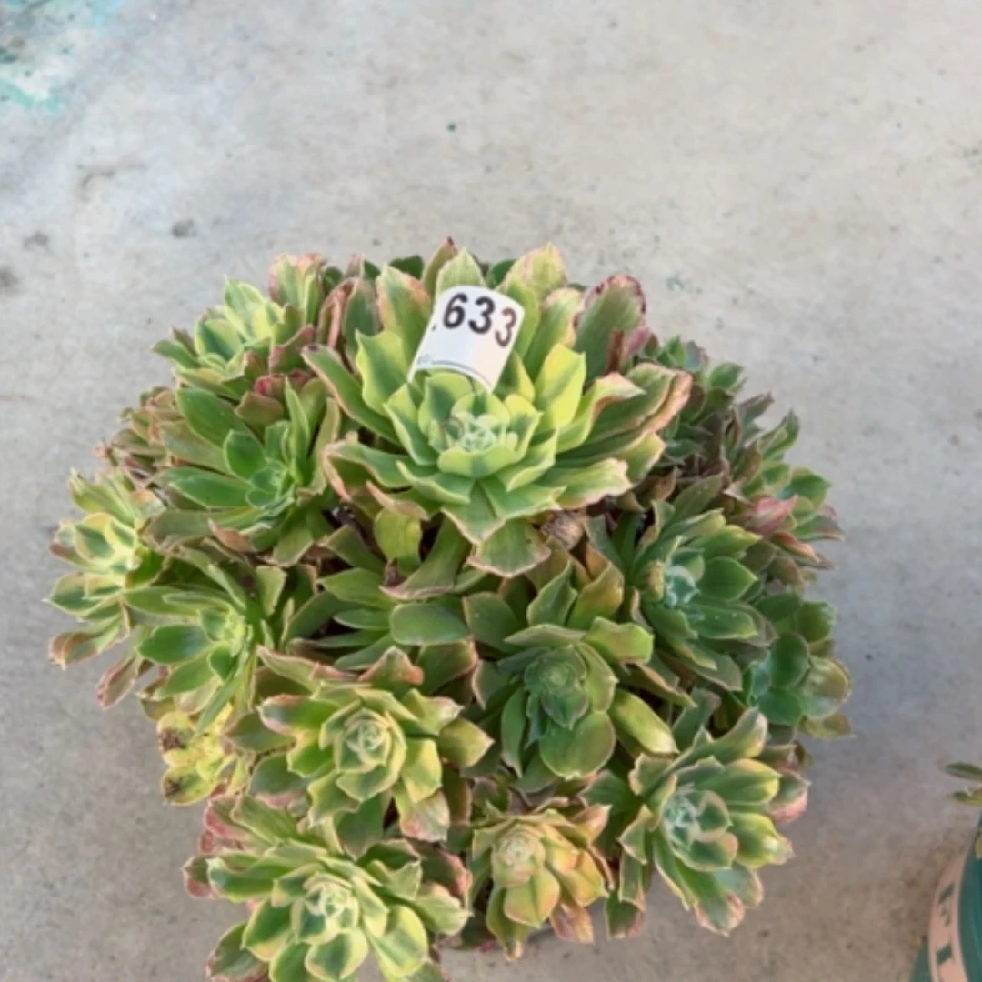 【闪购商品】633光辉多肉