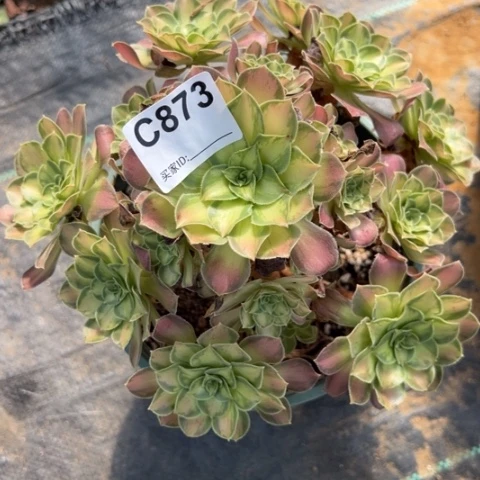 873韶华22厘米左右