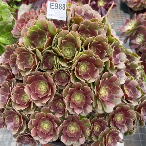 988万圣节朵朵35厘米左右