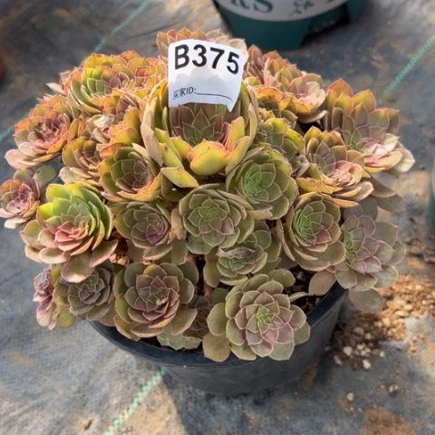 375红魔20厘米左右多肉