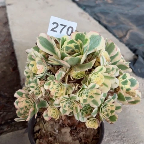 迈巴赫多肉植物270