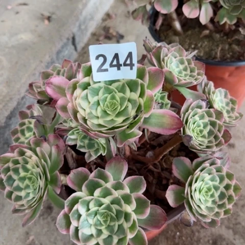 244海王冠幅22厘米