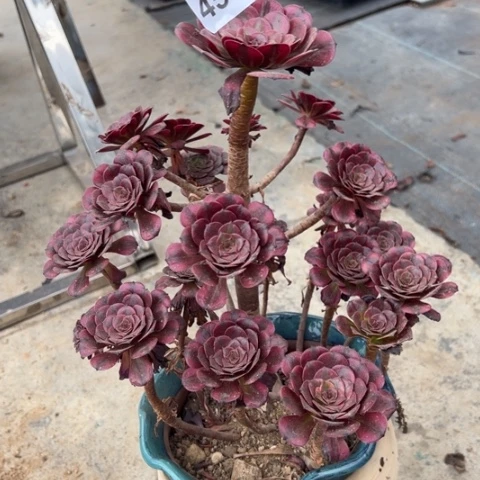 455美姬冠幅30厘米