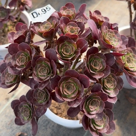 495魅金玫瑰朵朵22厘米左右