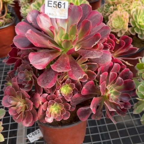 561美杜莎25厘米左右