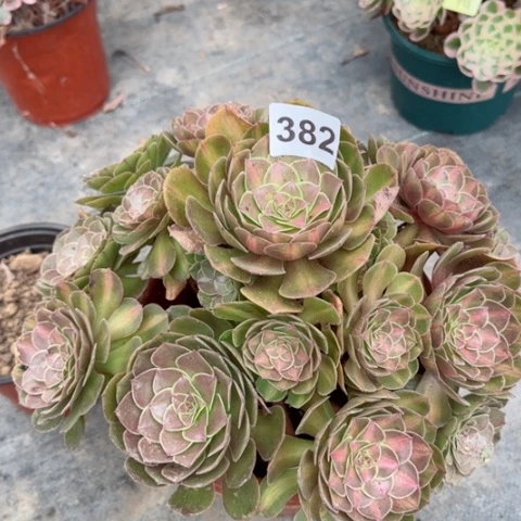 抹茶多肉植物382