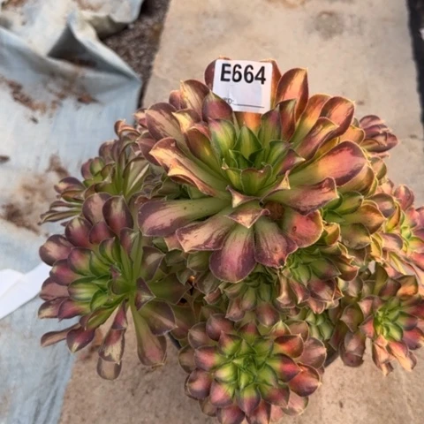 韶华多肉25厘米664