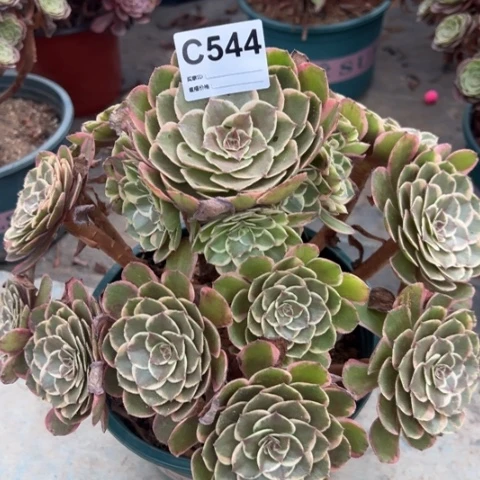 544粉花妖冠幅25厘米