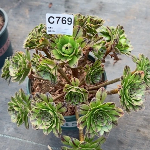 碧火多肉植物769