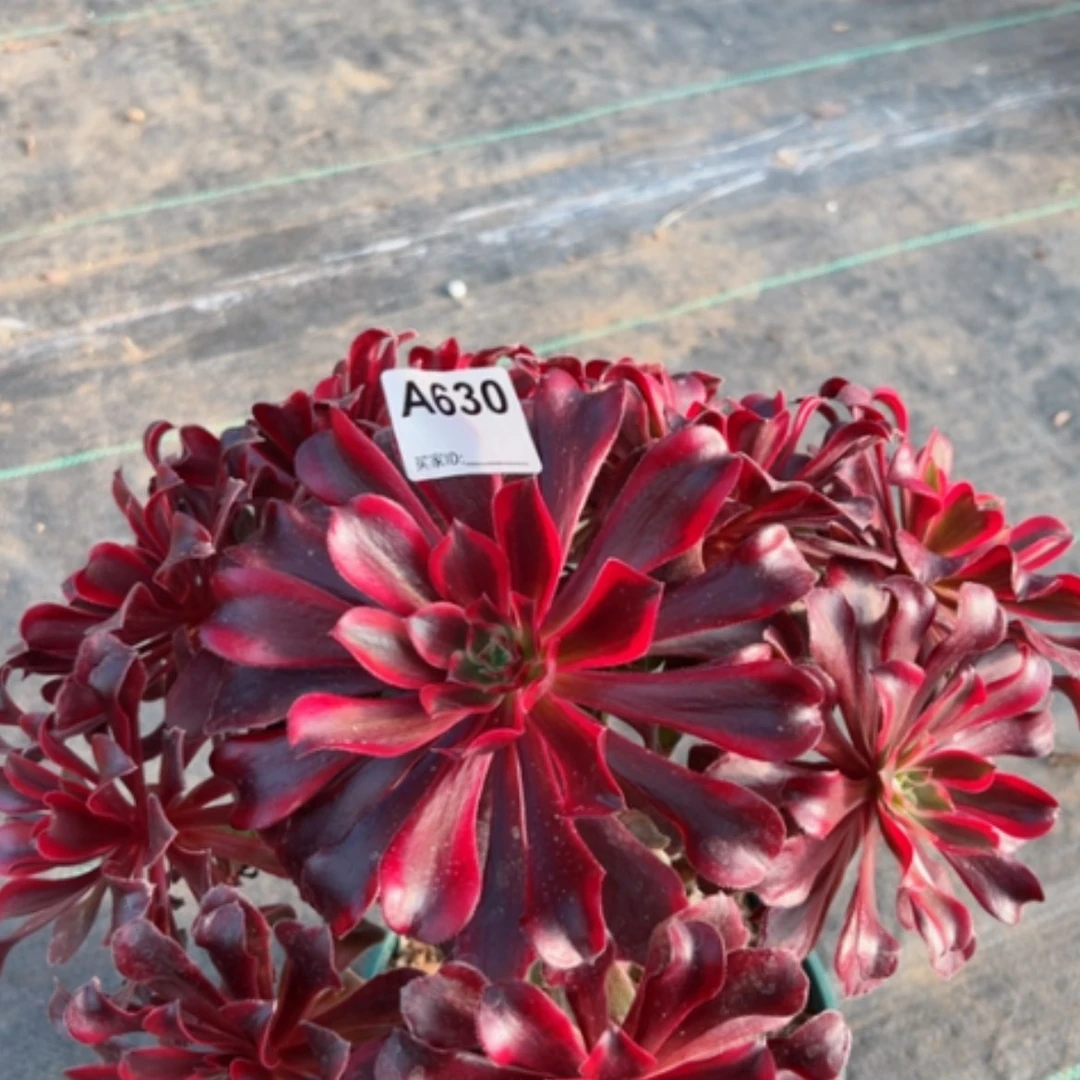 【闪购商品】630蒙娜丽莎有断枝多肉