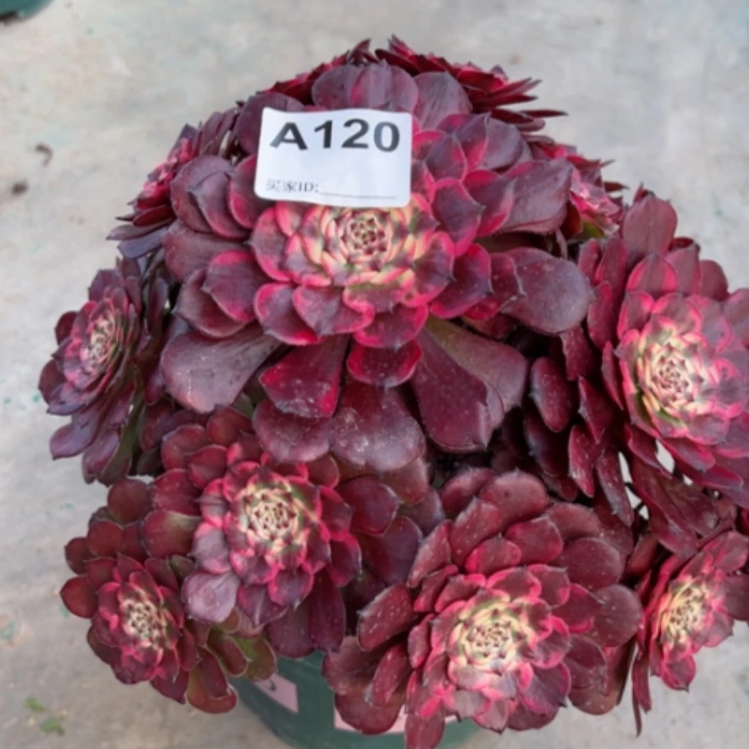 【闪购商品】120烟花多肉