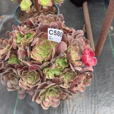 花娜多肉植物580