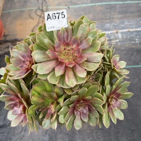 红丝绒多肉23厘米675