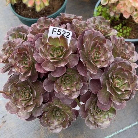 522魅金玫瑰朵朵25厘米左右