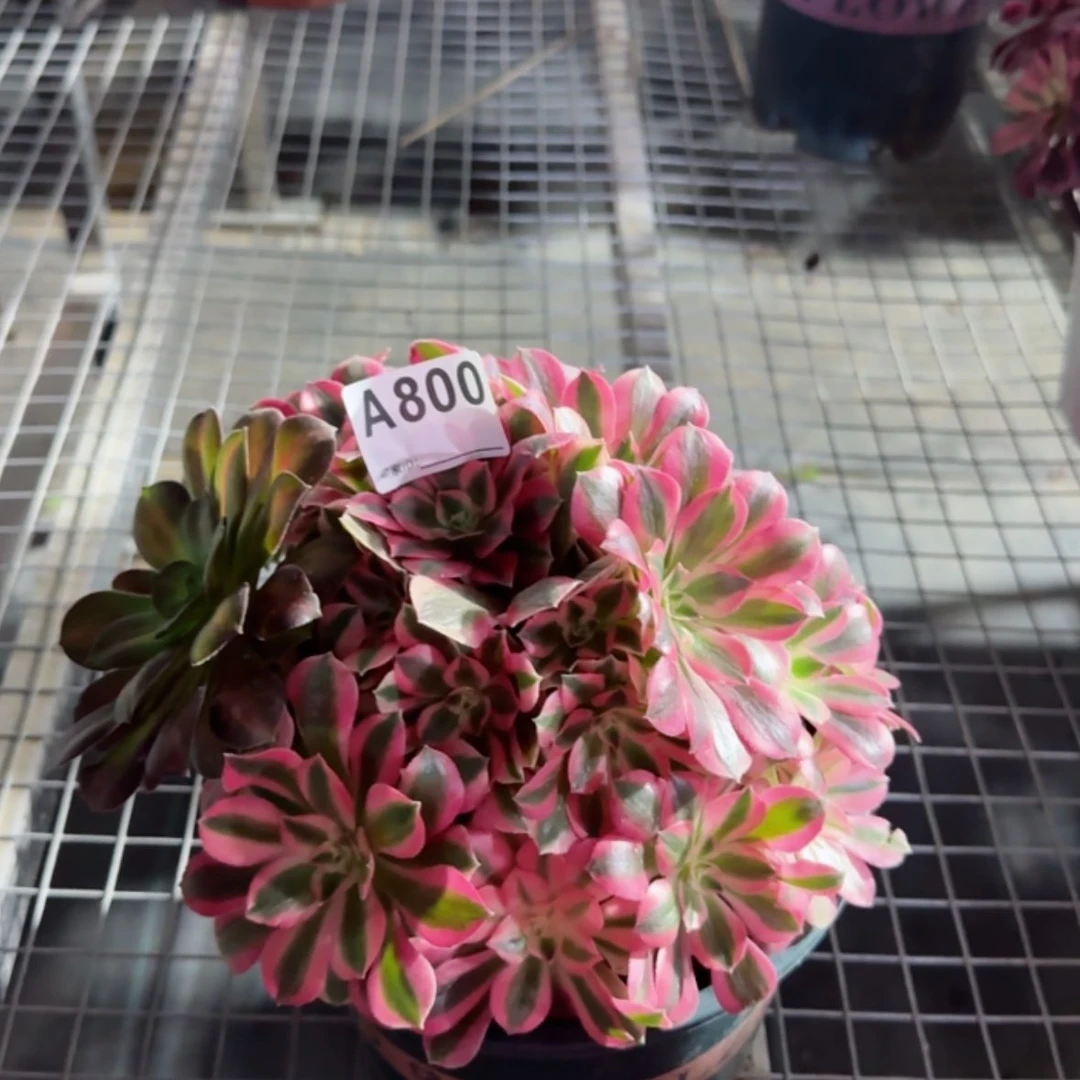 【闪购商品】800粉女巫多肉