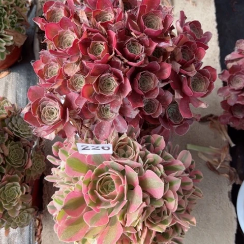 226女巫魅金玫瑰多肉植物