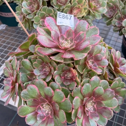 粉花妖多肉35厘米867