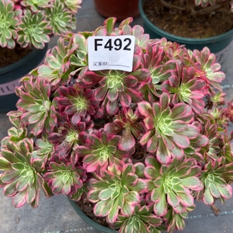 492天合朵朵25厘米左右