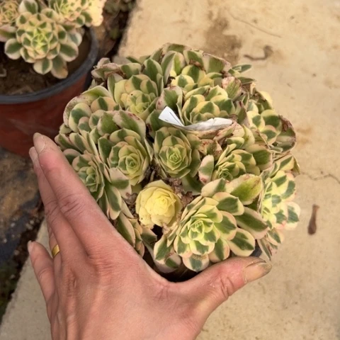 迈巴赫朵朵多肉030