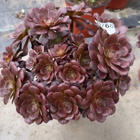 烟花朵朵多肉25厘米768