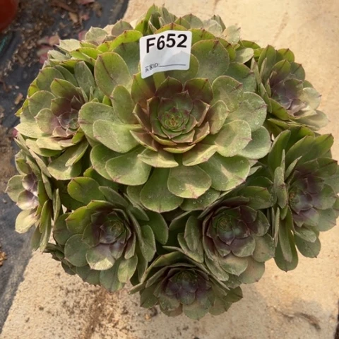 拉丝万圣节多肉30厘米652