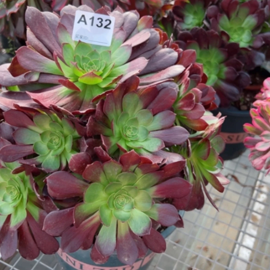 【闪购商品】132赤焰莲多肉