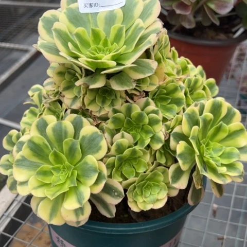 276金丝翡翠20厘米左右多肉