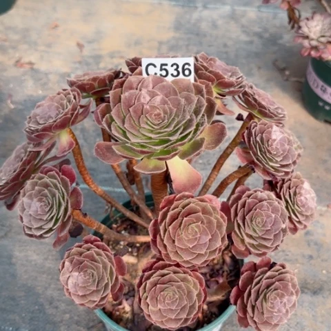 赤燕莲多肉植物536