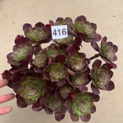 魅金玫瑰朵朵多肉25厘米416