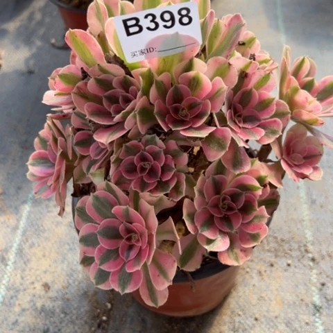 398女巫冠幅20厘米