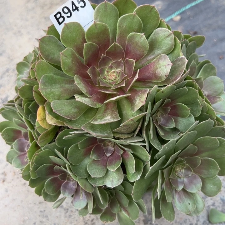 945万圣节25厘米左右