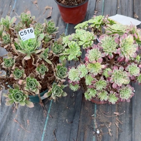 天合火凤凰多肉516