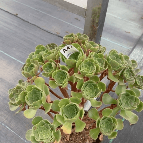 邵羞不周正多肉477