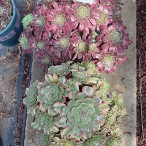 169舞天姬粉黛朵朵