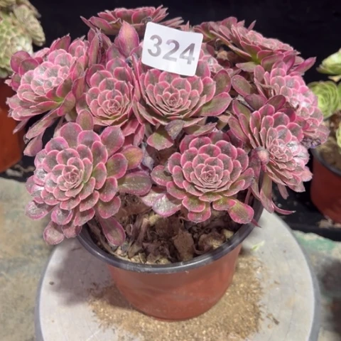 324白月光朵朵冠羽20厘米