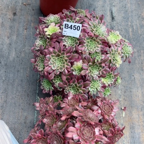 张*天合红颜朵朵多肉450