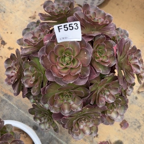 553魅金玫瑰朵朵30厘米左右