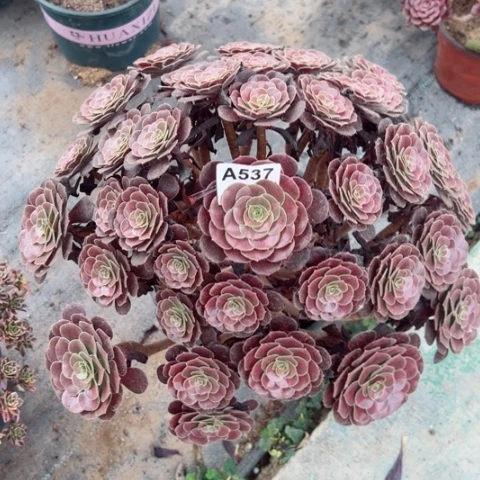 花娜有断枝多肉40厘米537