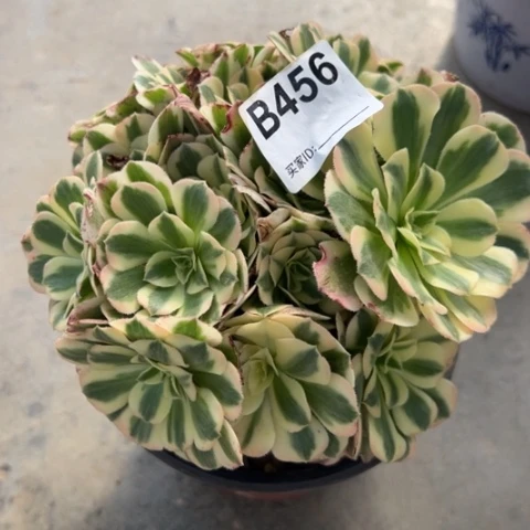 秀*456迈巴赫朵朵15厘米左右