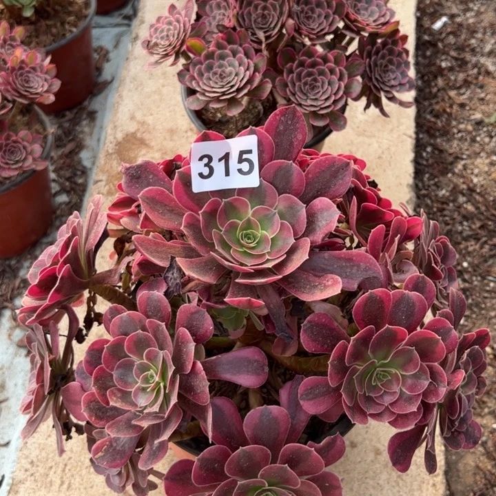 美杜莎多肉植物315