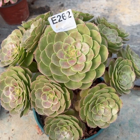 262万圣节30厘米左右